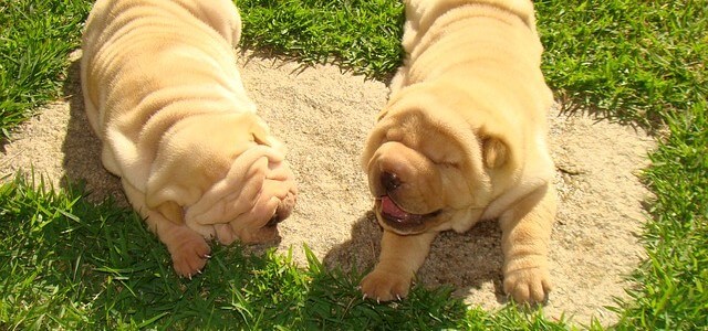 Sharpei