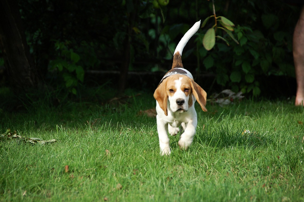 BEAGLE