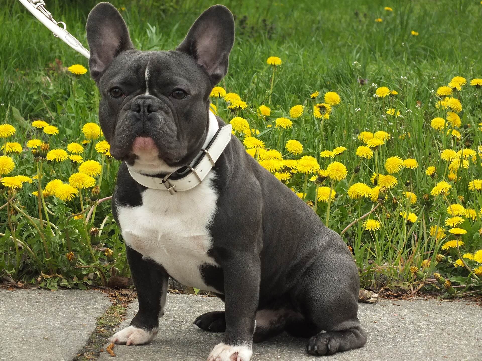 BULLDOG FRANCÉS
