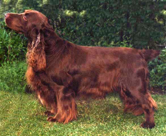 SPANIEL DE CAMPO