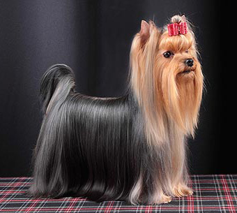 YORKSHIRE TERRIER