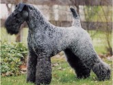 TERRIER KERRY BLUE