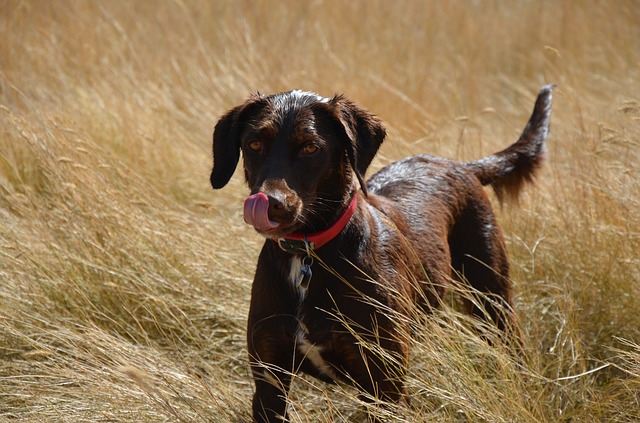LABRADOR RETRIEVER