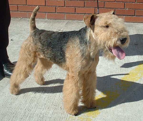 TERRIER DE LAKELAND