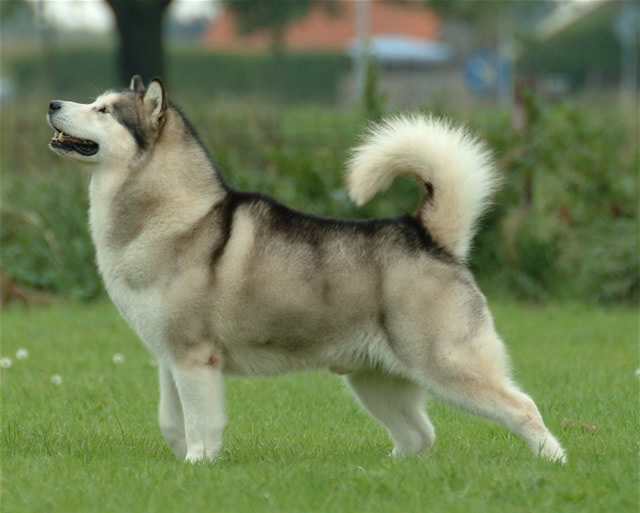 MALAMUTE DE ALASKA