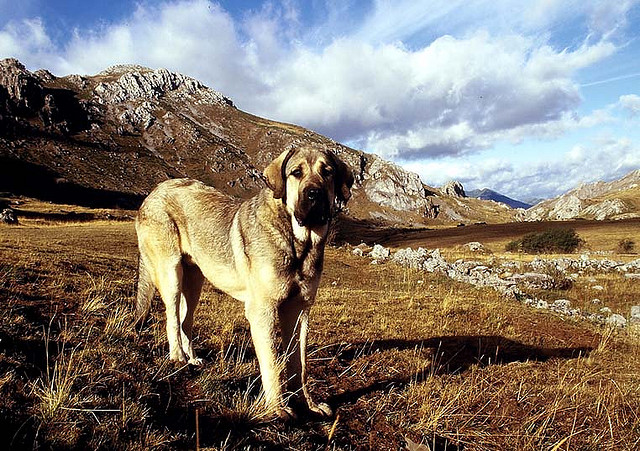 mastín español - Razas de perros - webanimales.com