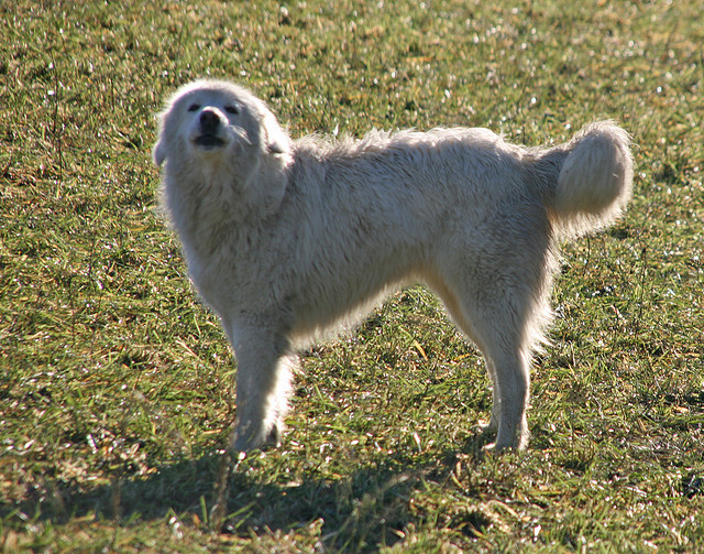 PERRO DE MONTAÑA DE LOS PIRINEOS