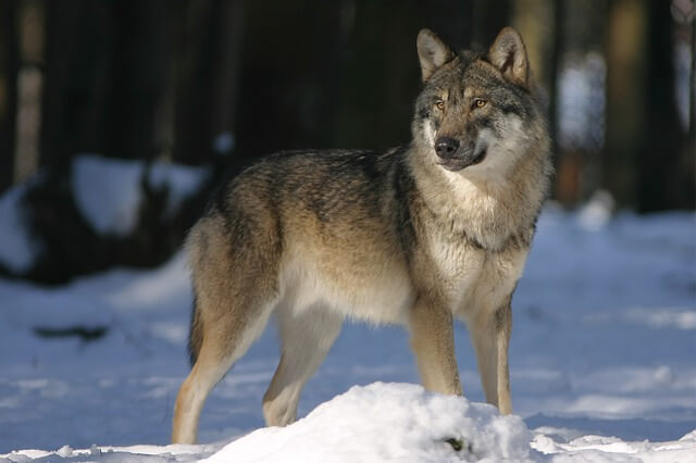 PERRO LOBO CHECOSLOVACO