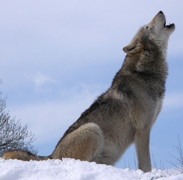 PERRO LOBO CHECOSLOVACO