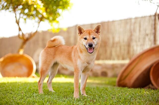 SHIBA INU