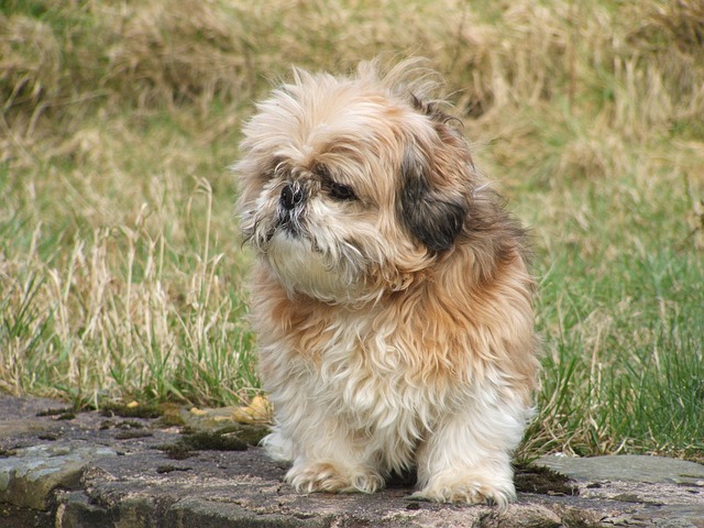 SHIH TZU