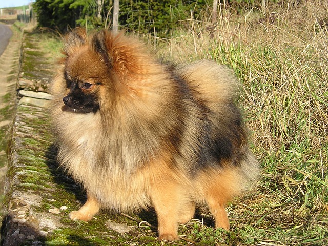 SPITZ ALEMÁN ENANO POMERANIA