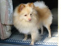 SPITZ ALEMÁN ENANO POMERANIA