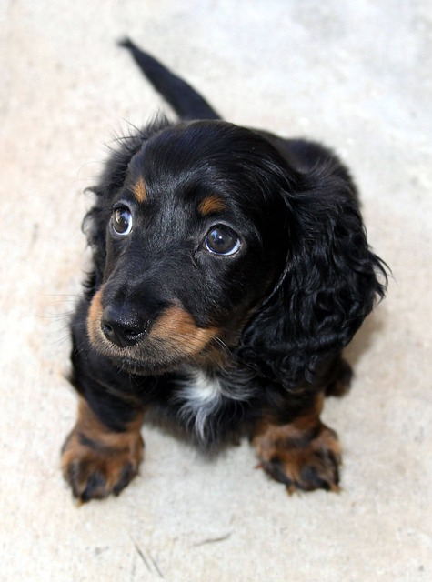 TECKEL – DACHSHUND