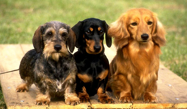 TECKEL – DACHSHUND