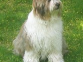 TERRIER TIBETANO