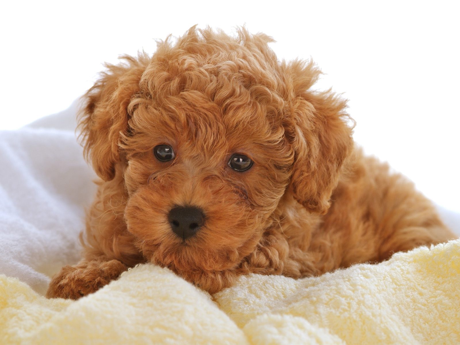 CANICHE