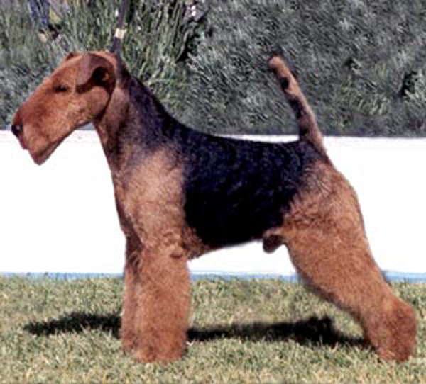 TERRIER GALÉS