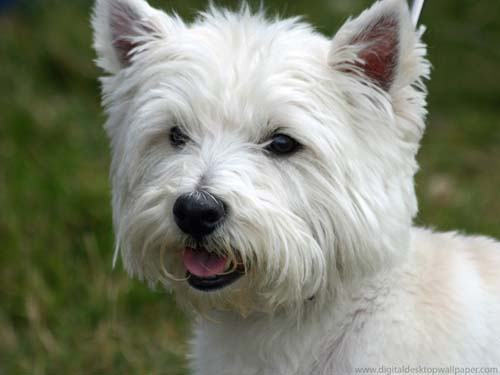 TERRIER BLANCO DE WEST HIGHLAND – WESTY – WESTIE