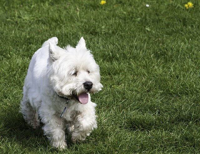 TERRIER BLANCO DE WEST HIGHLAND – WESTY – WESTIE