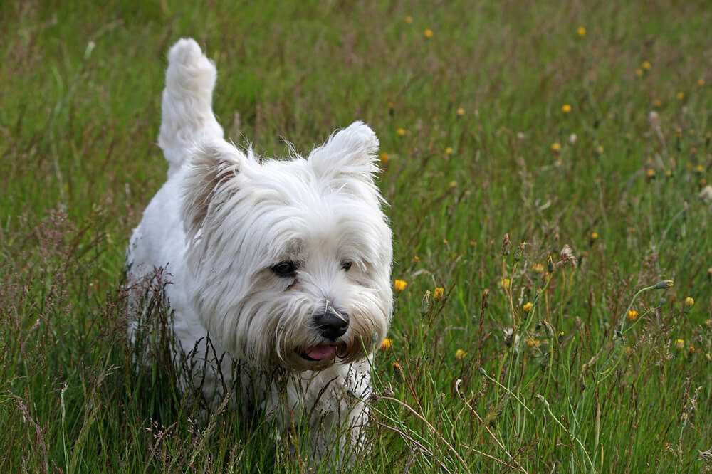 TERRIER BLANCO DE WEST HIGHLAND – WESTY – WESTIE