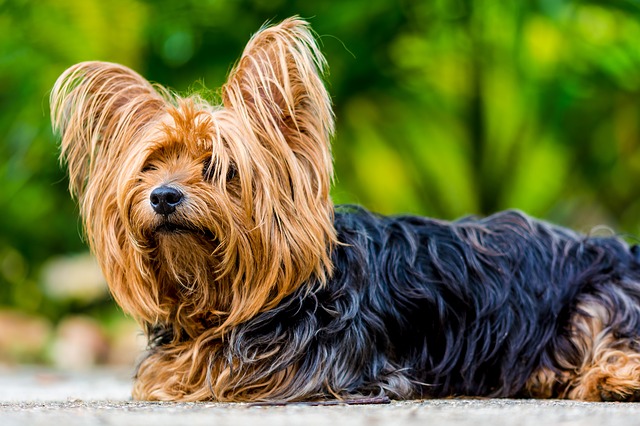 YORKSHIRE TERRIER