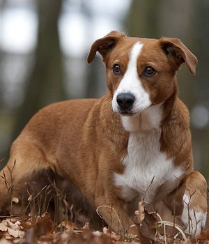 PINSCHER AUSTRÍACO