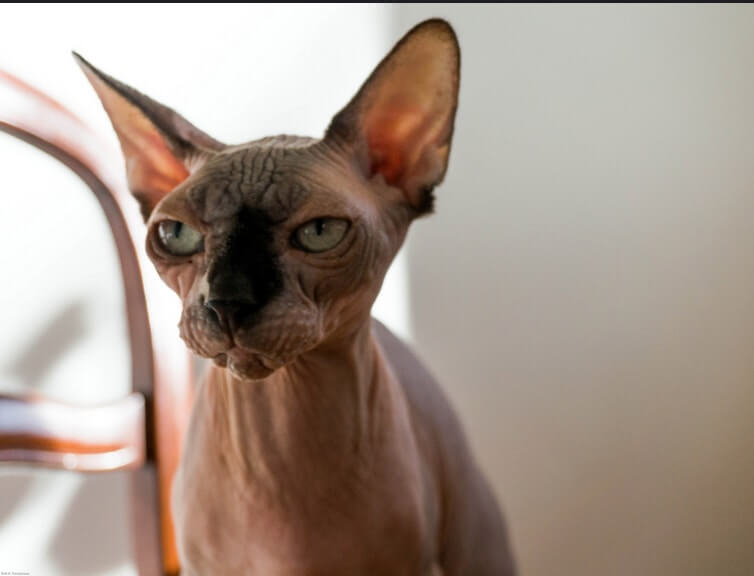 DON SPHYNX