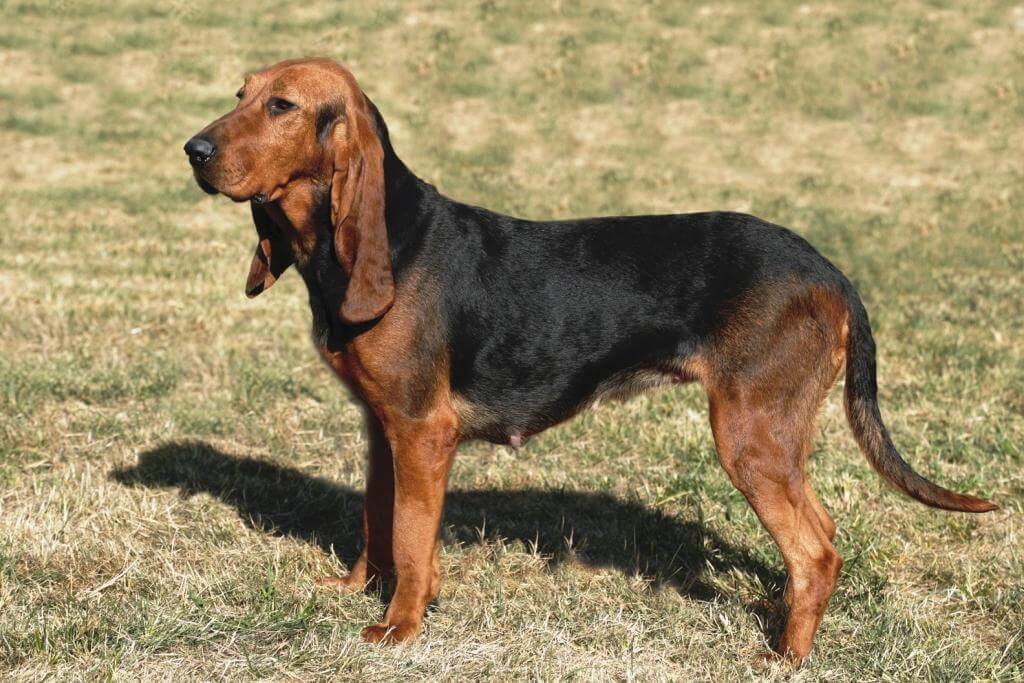 SABUESO SUIZO DEL JURA