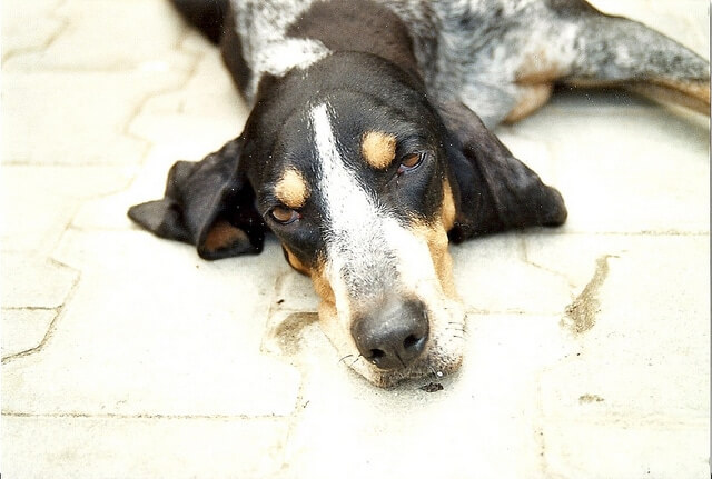 SABUESO SUIZO DE LUCERNA