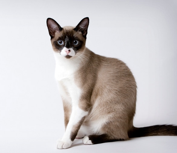 Snowshoe Razas de gatos