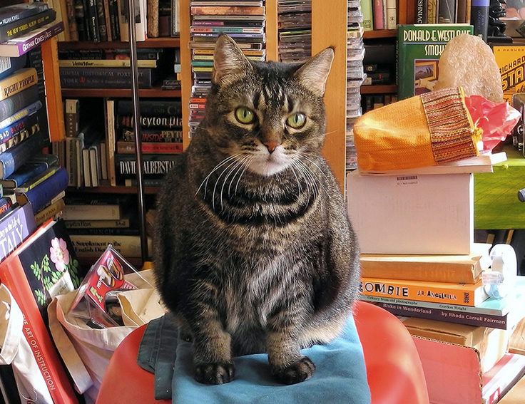GATO DOMÉSTICO PELO CORTO