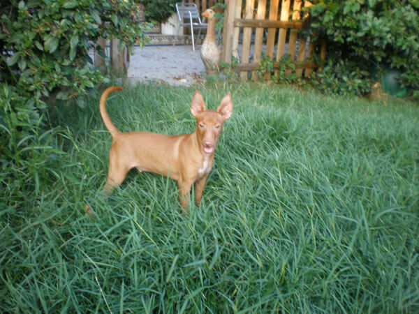 PODENCO ANDALUZ CHICO