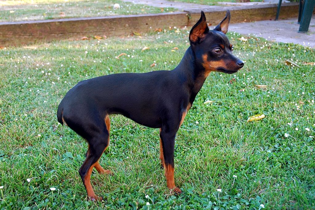 RATÓN DE PRAGA