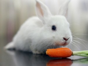 conejo-comiendo