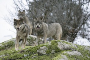 lobos