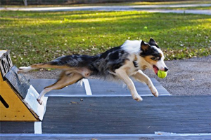 flyball