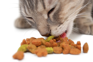 gato-comiendo