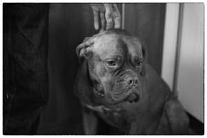 dog-653902_640