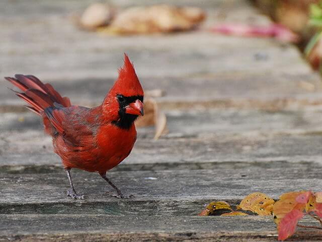 Cardenal de Virginia