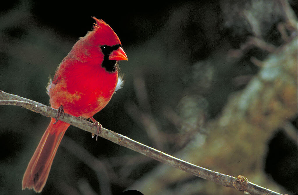 Cardenal de Virginia