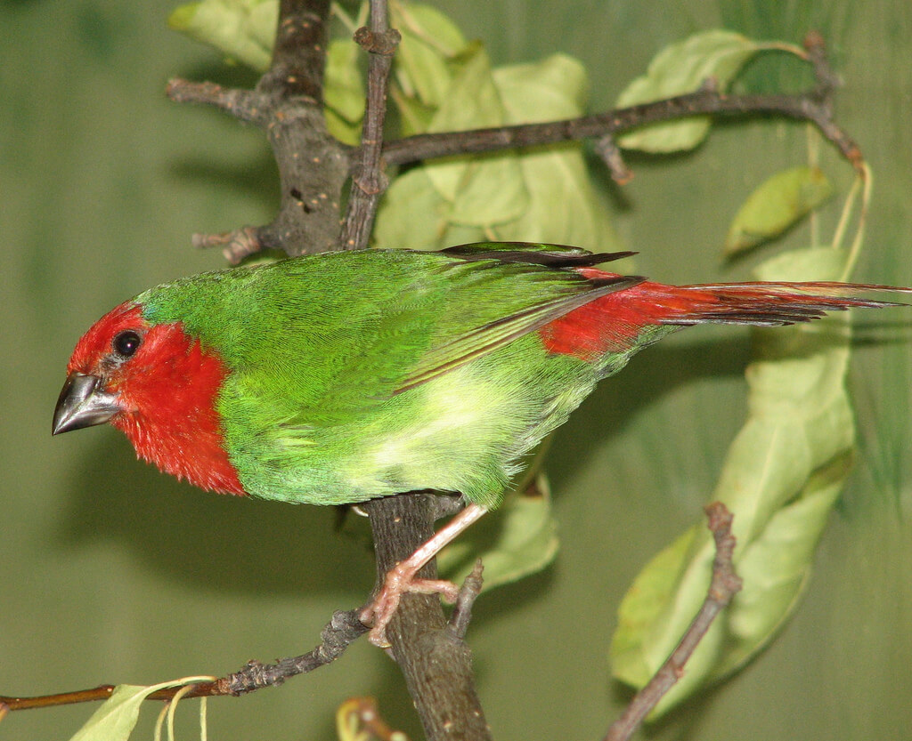 Diamante cuatricolor