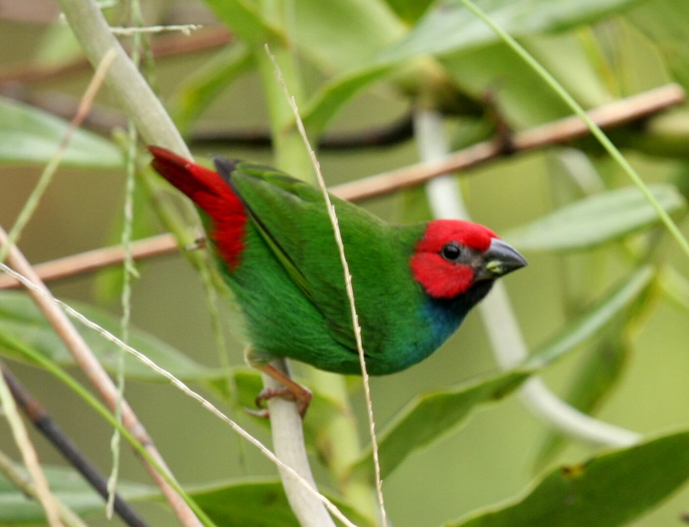 Diamante cuatricolor