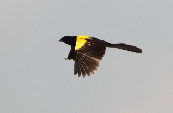 Obispo de manto amarillo