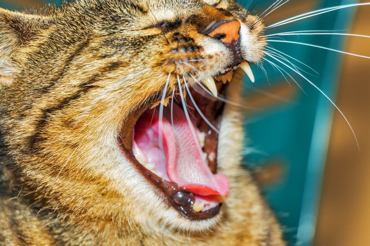 Cómo limpiar los dientes del gato