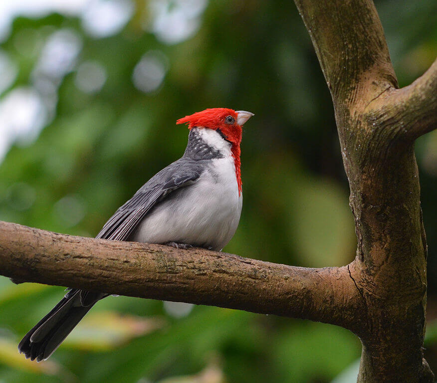 Cardenal gris