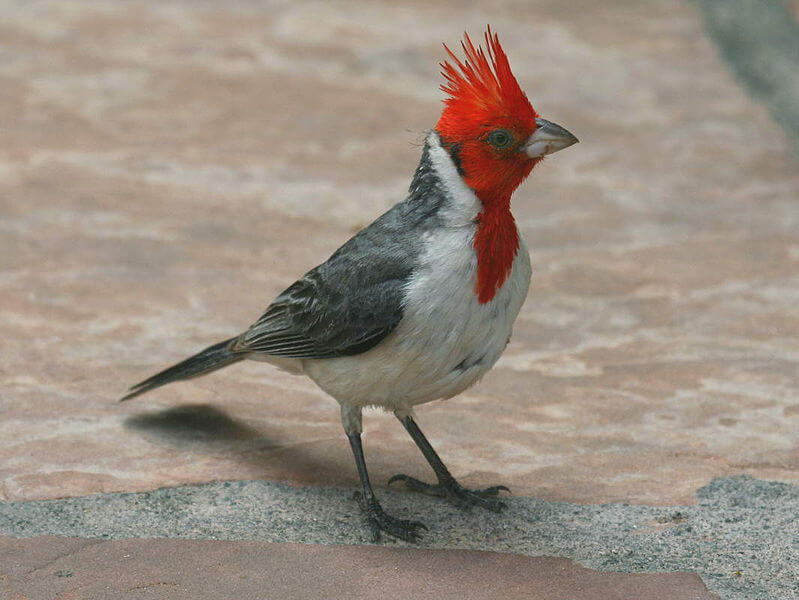 Cardenal gris