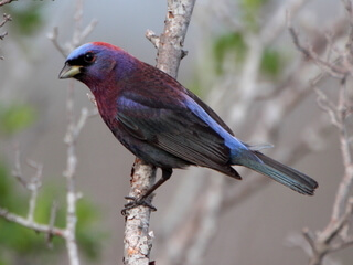 Passerina leclancheri