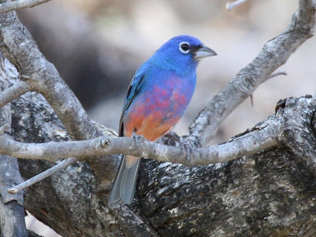 Passerina leclancheri