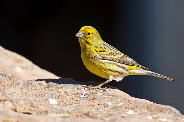 Canario